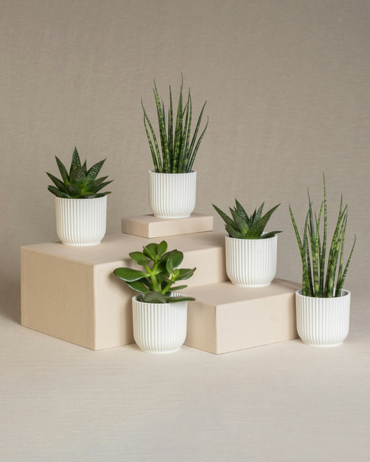 Minimalist Home Accessories to Complement Sculptures