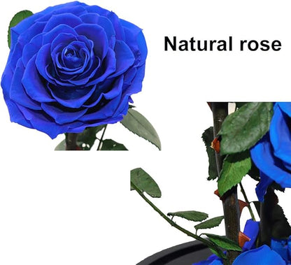 Preserved Roses Handmade Preserved Flowers in Glass Dome, Blue Rose Never Withered, Birthday Gifts for Women (13 inch)