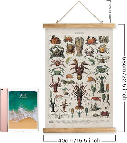 XIAOAIKA Antique Crustacean Species Poster - Vintage Detailed Seafood Illustration Chart with Wooden Frame - Educational Wall Art for Seafood Enthusiasts, Chefs, and Classrooms 16 x 23 Inches