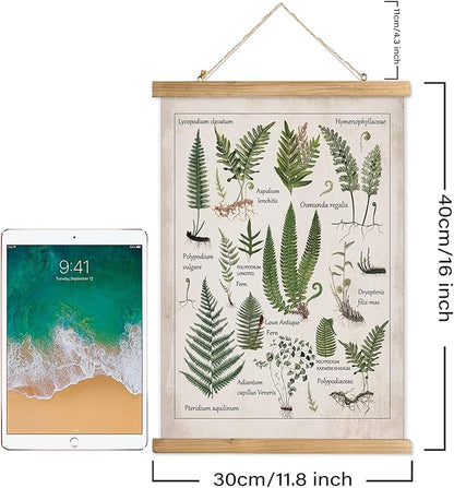 XIAOAIKA Botanical Fern Varieties Poster - Vintage Illustrated Guide with Wooden Frame - Educational Plant Wall Art for Home, Office, or Classroom Decor 12 x 16 Inches