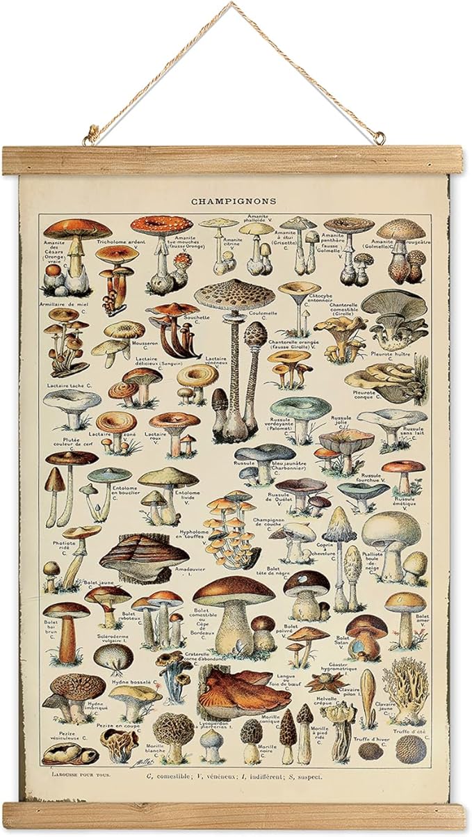 XIAOAIKA Vintage Mushroom Poster with Wooden Frame - Classic Botanical Print with Variety of Fungi Species - Retro Style Wall Art Decor for Kitchen, Living Room, Classroom 20 x 30 Inches