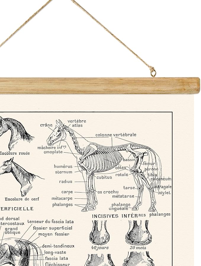 ABoby Vintage Equine Anatomy Chart Posters - Horse Wall Art for Homes and Offices - Retro Style Painting with Wood Frames - Ready to Hang