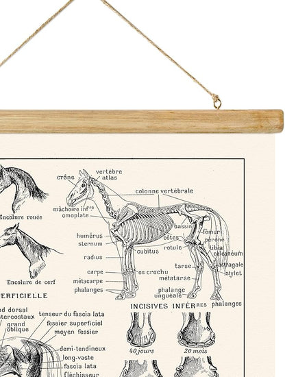 ABoby Vintage Equine Anatomy Chart Posters - Horse Wall Art for Homes and Offices - Retro Style Painting with Wood Frames - Ready to Hang