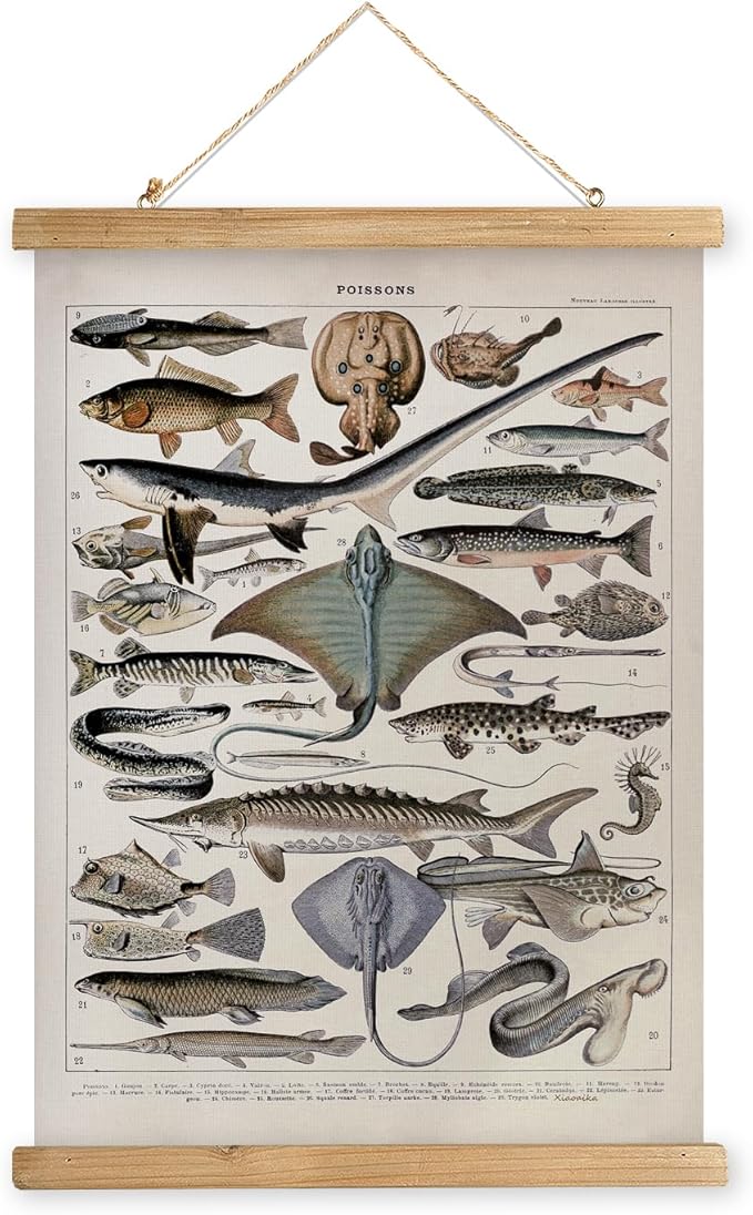 XIAOAIKA Vintage Fish Species Poster - Educational Oceanic Life Chart with Wooden Scroll Frame - Classic Nautical Wall Hanging Decor for Home, Office, or Classroom 20 x 30 Inches