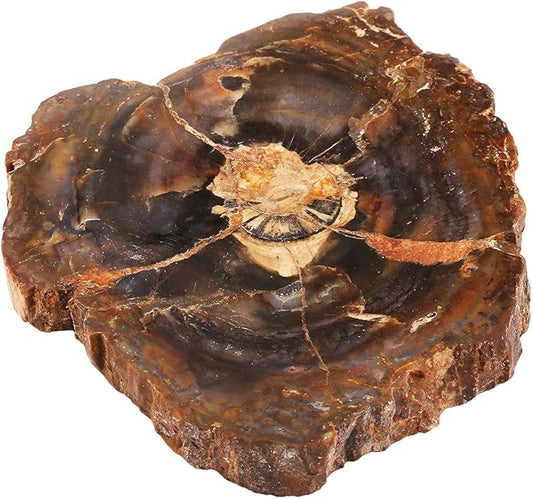 rockcloud 3.3-5" Natural Irregular Petrified Wood Stones Coaster Cup Mat Chakra Healing Stone Specimen 1 PC