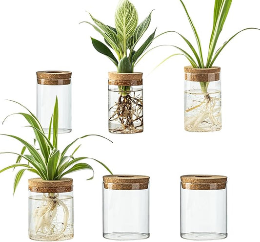 Glass Plant Propagation Station Set – Water Planting Glass Vase for Herb Cuttings,Succulent Water Rooting–Desktop Planter Jars for Home,Office,Living Room,Bedroom Decor(6PCS)