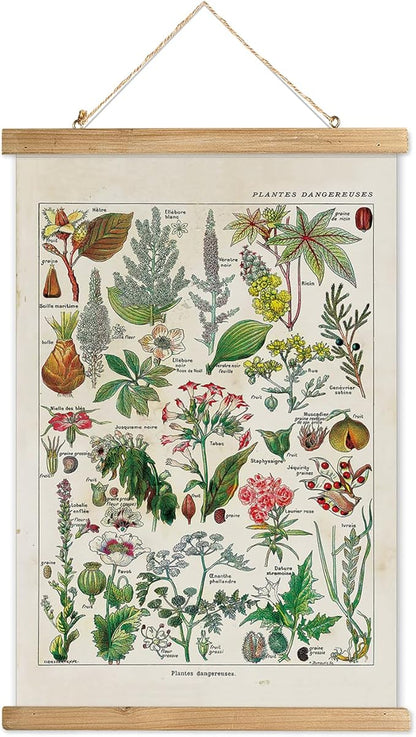 XIAOAIKA Vintage Botany Poster with Wooden Frame, Antique Poisonous Plants Chart - Botanical Educational Art with Dangerous Species - Retro-Style Wall Hanging for Home Classroom Decor 16 x 23 Inches