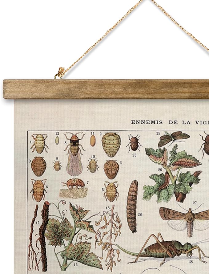 XIAOAIKA Vintage Vineyard Pests Identification Chart - Rustic Wall Hanging Educational Poster with Wooden Scroll Frame - Ideal for Wine Enthusiasts and Gardeners 16 x 23 Inches