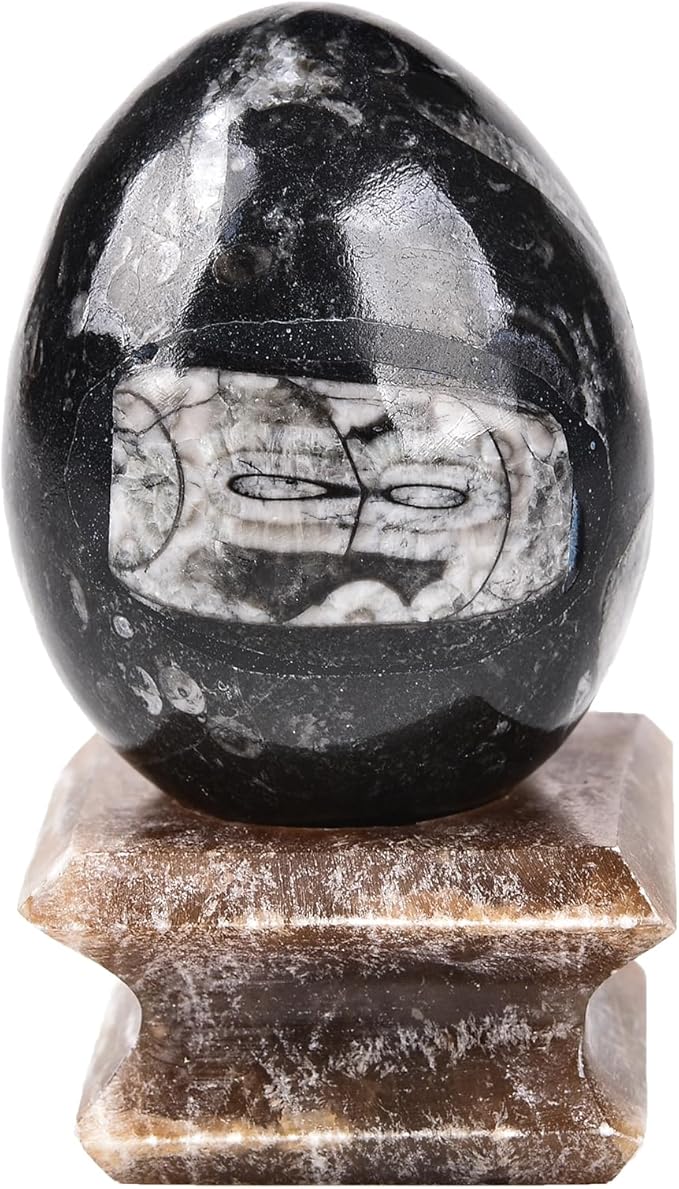 AMOYSTONE Natural Orthoceras Stone Egg Large for Home Decor Ornamet, Single Height 3-3.5"