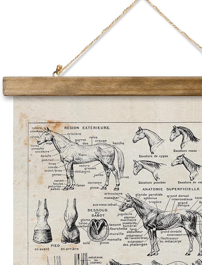 XIAOAIKA Antique-Style Equine Anatomy Chart - Vintage Horse Illustrations Wall Art with Wooden Scroll Frame - Equestrian-Themed Home Decor, Ideal for Horse Lovers and Educators 20 x 30 Inches