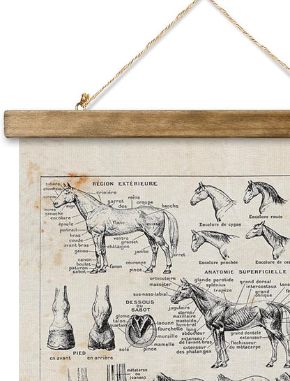 XIAOAIKA Antique-Style Equine Anatomy Chart - Vintage Horse Illustrations Wall Art with Wooden Scroll Frame - Equestrian-Themed Home Decor, Ideal for Horse Lovers and Educators 20 x 30 Inches