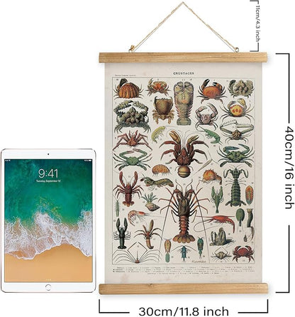 XIAOAIKA Antique Crustacean Species Poster - Vintage Detailed Seafood Illustration Chart with Wooden Frame - Educational Wall Art for Seafood Enthusiasts, Chefs, and Classrooms 12 x 16 Inches