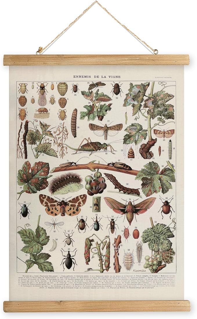 XIAOAIKA Vintage Vineyard Pests Identification Chart - Rustic Wall Hanging Educational Poster with Wooden Scroll Frame - Ideal for Wine Enthusiasts and Gardeners 16 x 23 Inches