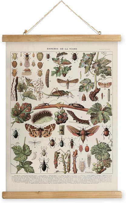 XIAOAIKA Vintage Vineyard Pests Identification Chart - Rustic Wall Hanging Educational Poster with Wooden Scroll Frame - Ideal for Wine Enthusiasts and Gardeners 16 x 23 Inches