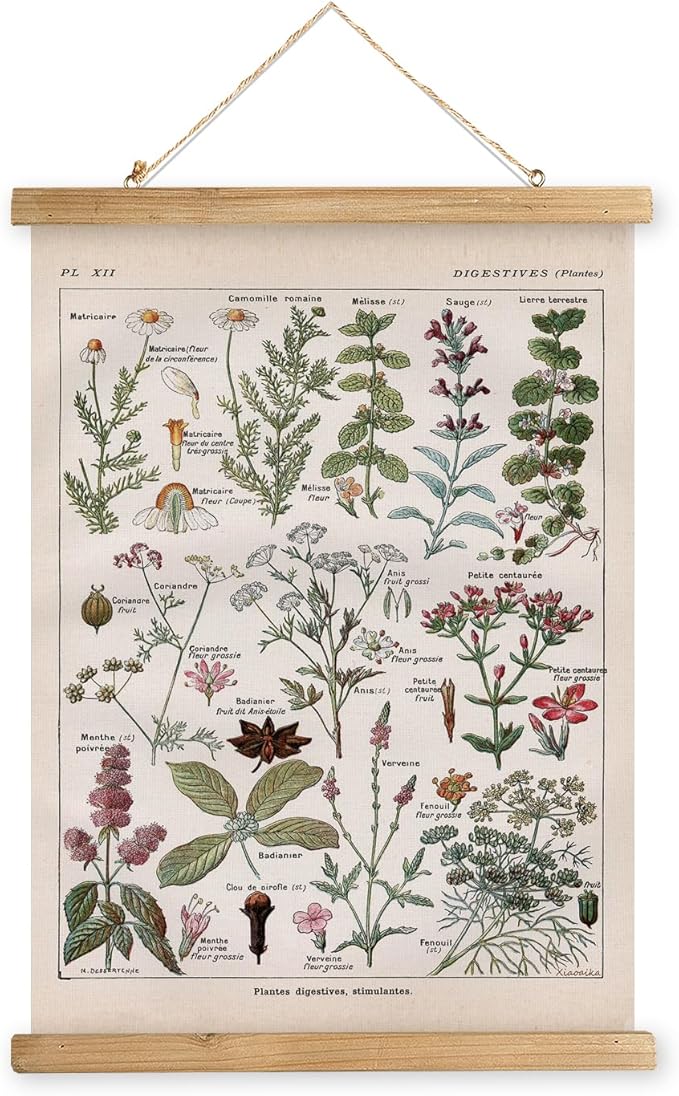 XIAOAIKA Vintage Botanical Herbs Illustration Poster - Retro Medicinal Plant Chart with Wooden Frame - Educational Herbal Reference for Home, Kitchen, or Classroom Decor 12 x 16 Inches