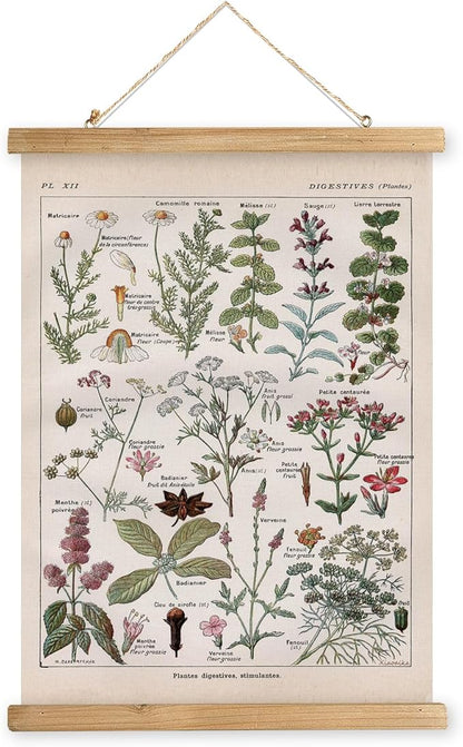 XIAOAIKA Vintage Botanical Herbs Illustration Poster - Retro Medicinal Plant Chart with Wooden Frame - Educational Herbal Reference for Home, Kitchen, or Classroom Decor 12 x 16 Inches