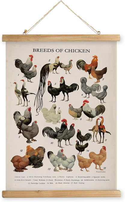 XIAOAIKA Vintage-Inspired Chicken Breeds Art Print - Educational Wall Hanging Poster with Wooden Frame - Rustic Farmhouse Decor, Perfect for Kitchen or Classroom 20 x 30 Inches