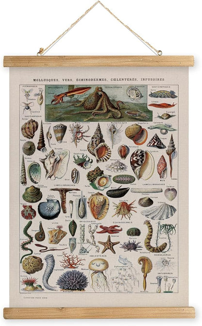 XIAOAIKA Vintage Zoology Poster - Illustrated Invertebrates and Marine Life Chart with Wooden Frame - Educational Biology Wall Art for Science Classrooms and Nature Enthusiasts 20 x 30 inches