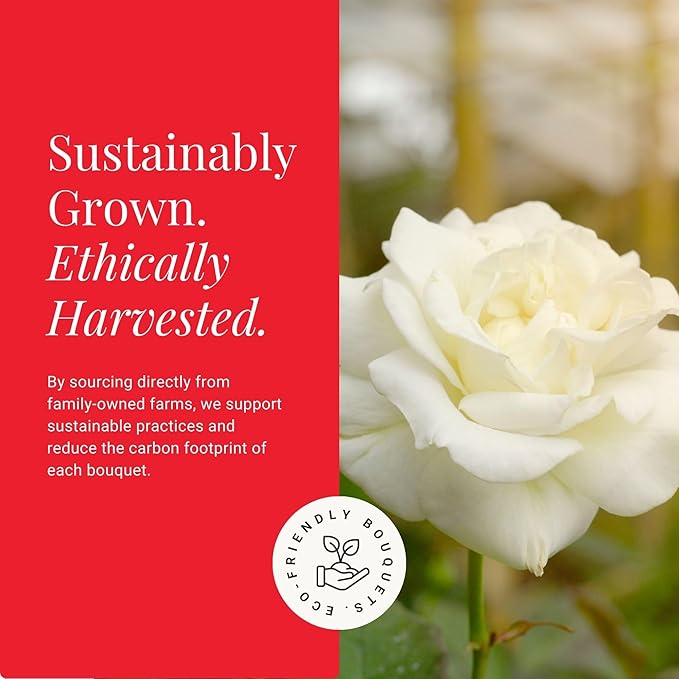 BloomsyBox - White Roses - 24 Long Stems,Long Lasting, Hand-Tied in Eco-friendly, Vase Not Included, Fresh Flowers for Delivery – Gift for Birthday, Anniversary, Get Well, Congratulations, Wedding