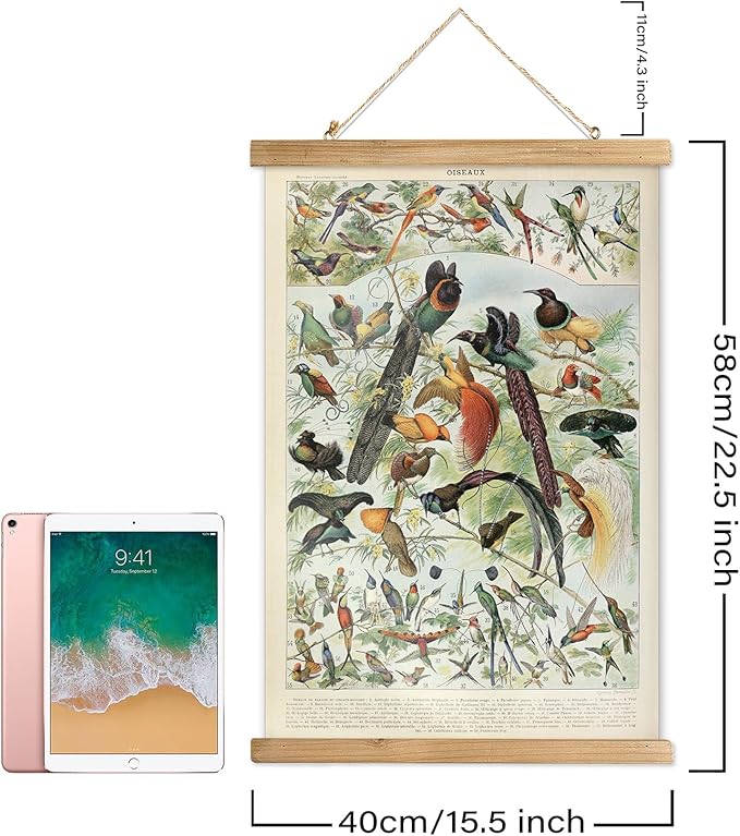 XIAOAIKA 2 Pack Vintage Nature Posters: Bird Species and Bird Eggs - Illustrated Educational Charts with Wooden Frames for Ornithologists, Nature Lovers 16 x 23 Inches