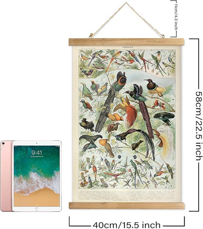 XIAOAIKA 2 Pack Vintage Nature Posters: Bird Species and Bird Eggs - Illustrated Educational Charts with Wooden Frames for Ornithologists, Nature Lovers 16 x 23 Inches