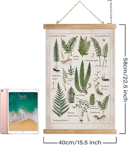 XIAOAIKA Botanical Fern Varieties Poster - Vintage Illustrated Guide with Wooden Frame - Educational Plant Wall Art for Home, Office, or Classroom Decor 16 x 23 Inches