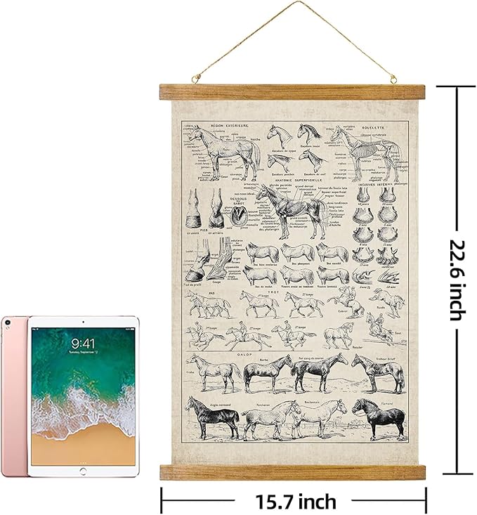 ABoby Vintage Equine Anatomy Chart Posters - Horse Wall Art for Homes and Offices - Retro Style Painting with Wood Frames - Ready to Hang