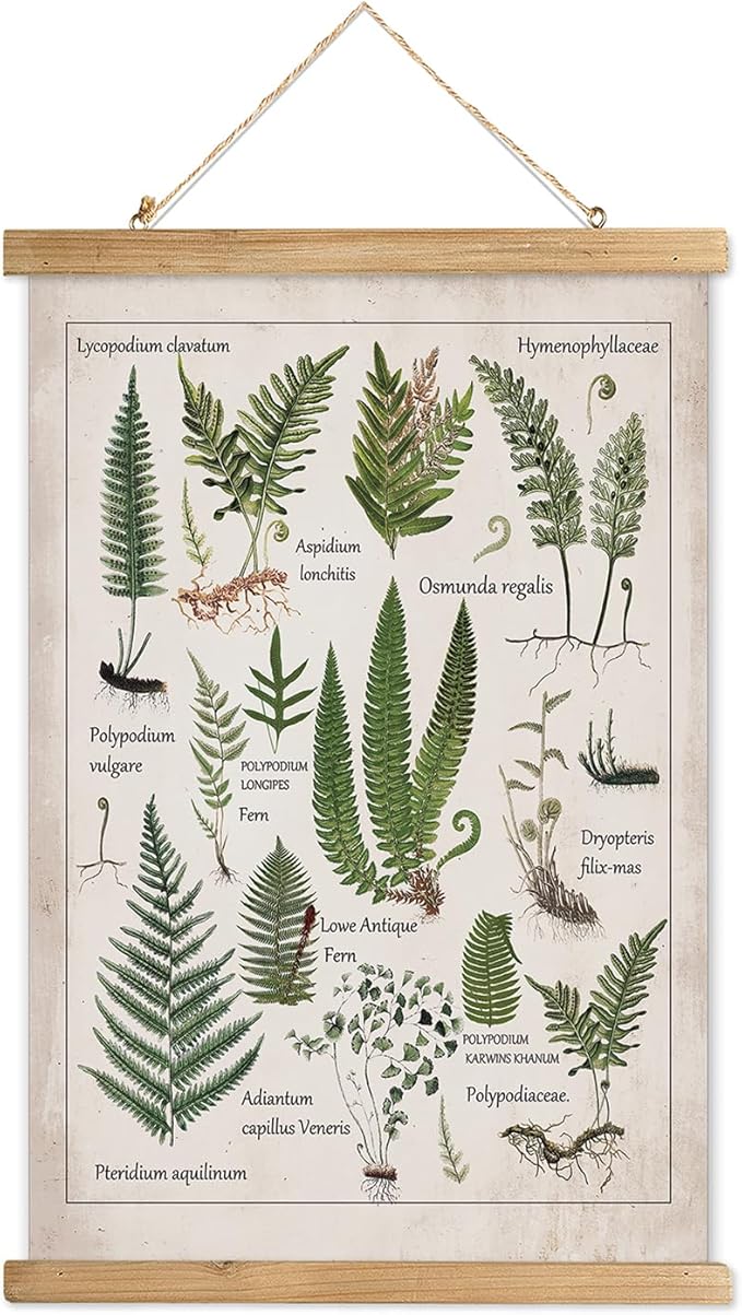 XIAOAIKA Botanical Fern Varieties Poster - Vintage Illustrated Guide with Wooden Frame - Educational Plant Wall Art for Home, Office, or Classroom Decor 20 x 30 Inches