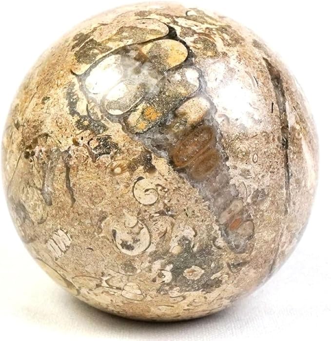 Decorative Fossil Stone Sphere Ball Decor - Large, 4 Inch Dia.