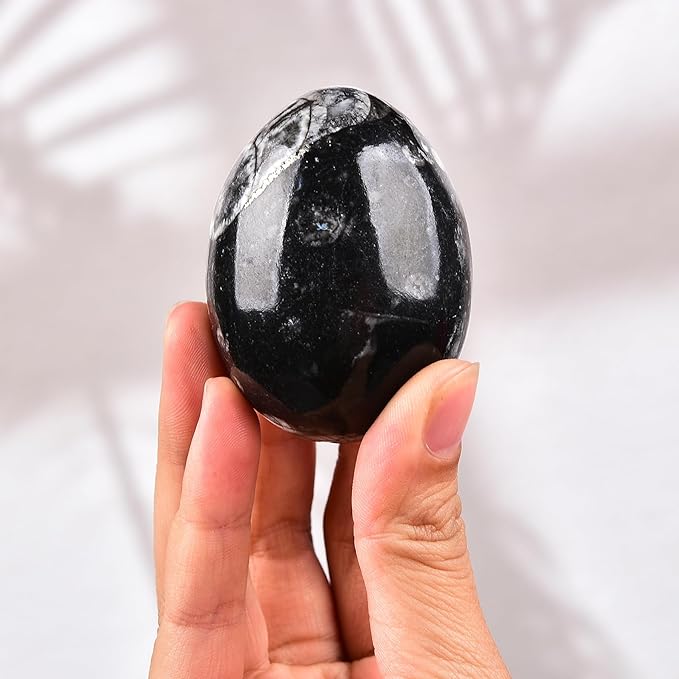 AMOYSTONE Natural Orthoceras Stone Egg Large for Home Decor Ornamet, Single Height 3-3.5"