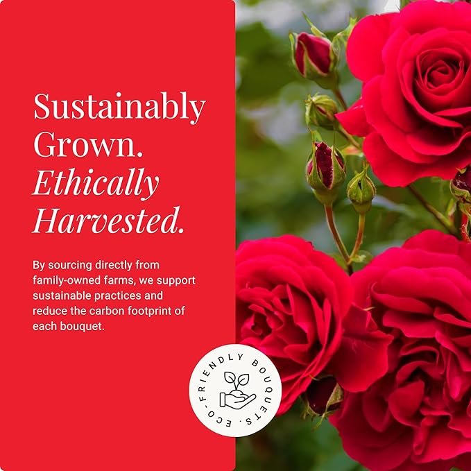 BloomsyBox - Red Roses - 24 Long Stems,Long Lasting, Hand-Tied in Eco-friendly,Vase Not Included, Fresh Flowers for Delivery – Gift for Birthday, Anniversary,Congratulations, Wedding
