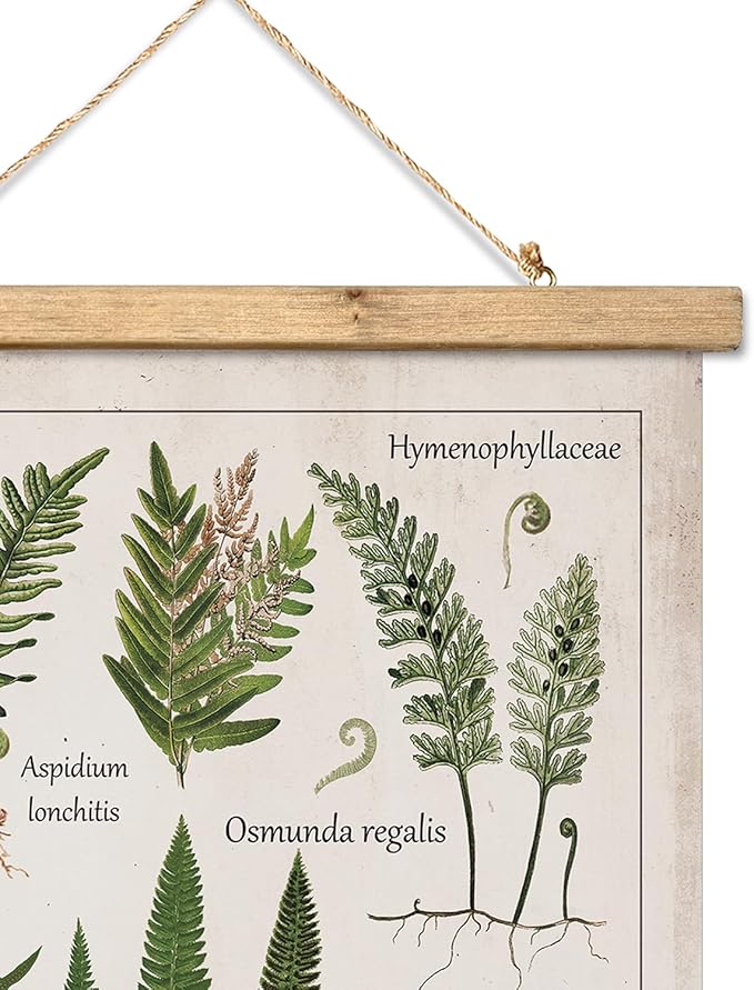 XIAOAIKA Botanical Fern Varieties Poster - Vintage Illustrated Guide with Wooden Frame - Educational Plant Wall Art for Home, Office, or Classroom Decor 12 x 16 Inches