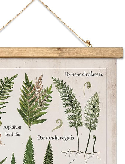 XIAOAIKA Botanical Fern Varieties Poster - Vintage Illustrated Guide with Wooden Frame - Educational Plant Wall Art for Home, Office, or Classroom Decor 12 x 16 Inches