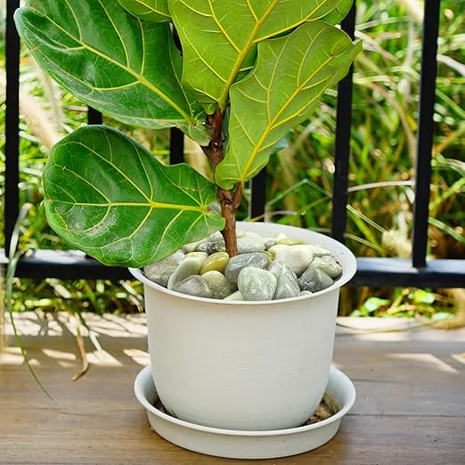20lbs Jade River Rocks for Landscaping, 2-3 Inch Natural Pebbles for Indoor Plants, High Polished Decorative Stones Vase Filler Fish Tank Aquariums Garden Outdoor and Indoor DIY