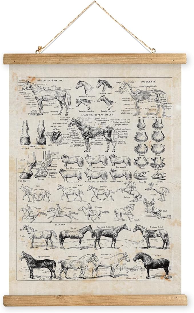 XIAOAIKA Antique-Style Equine Anatomy Chart - Vintage Horse Illustrations Wall Art with Wooden Scroll Frame - Equestrian-Themed Home Decor, Ideal for Horse Lovers and Educators 12 x 16 Inches