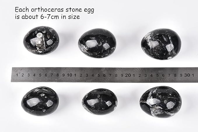 AMOYSTONE Natural Orthoceras Stone Egg Large for Home Decor Ornamet, Single Height 3-3.5"