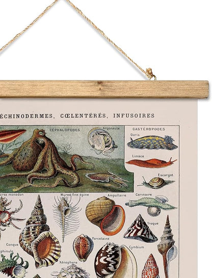 XIAOAIKA Vintage Zoology Poster - Illustrated Invertebrates and Marine Life Chart with Wooden Frame - Educational Biology Wall Art for Science Classrooms and Nature Enthusiasts 16 x 23 inches