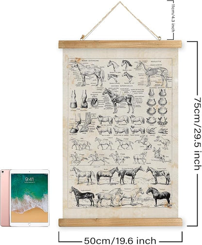 XIAOAIKA Antique-Style Equine Anatomy Chart - Vintage Horse Illustrations Wall Art with Wooden Scroll Frame - Equestrian-Themed Home Decor, Ideal for Horse Lovers and Educators 20 x 30 Inches