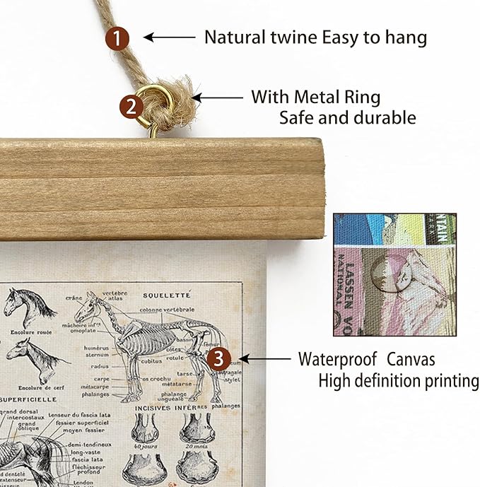 XIAOAIKA Antique-Style Equine Anatomy Chart - Vintage Horse Illustrations Wall Art with Wooden Scroll Frame - Equestrian-Themed Home Decor, Ideal for Horse Lovers and Educators 12 x 16 Inches