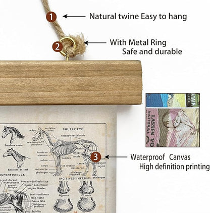 XIAOAIKA Antique-Style Equine Anatomy Chart - Vintage Horse Illustrations Wall Art with Wooden Scroll Frame - Equestrian-Themed Home Decor, Ideal for Horse Lovers and Educators 12 x 16 Inches