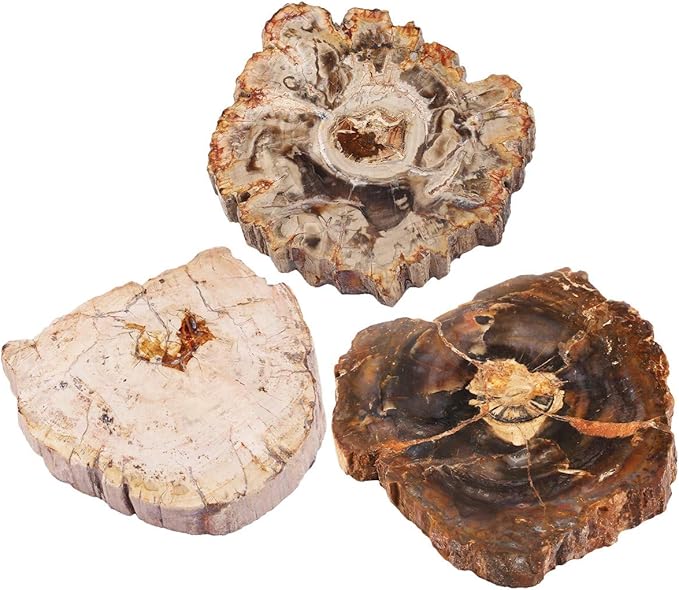 rockcloud 3.3-5" Natural Irregular Petrified Wood Stones Coaster Cup Mat Chakra Healing Stone Specimen 1 PC