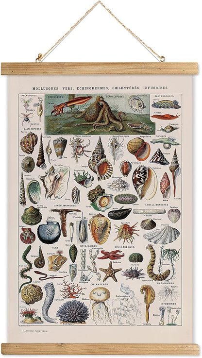 XIAOAIKA Vintage Zoology Poster - Illustrated Invertebrates and Marine Life Chart with Wooden Frame - Educational Biology Wall Art for Science Classrooms and Nature Enthusiasts 16 x 23 inches