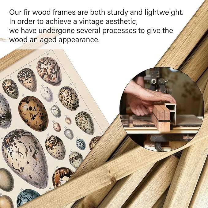 XIAOAIKA 2 Pack Vintage Nature Posters: Bird Species and Bird Eggs - Illustrated Educational Charts with Wooden Frames for Ornithologists, Nature Lovers 16 x 23 Inches