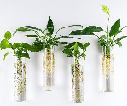 Kingbuy Wall-Mounted Plant Terrarium Propagation Station - 2 Cylinder Hanging Glass Tubes Planter for Hydroponic Plants, Indoor Wall Vases & Decorative Plant Holder Bathroom Office Living Room Decor