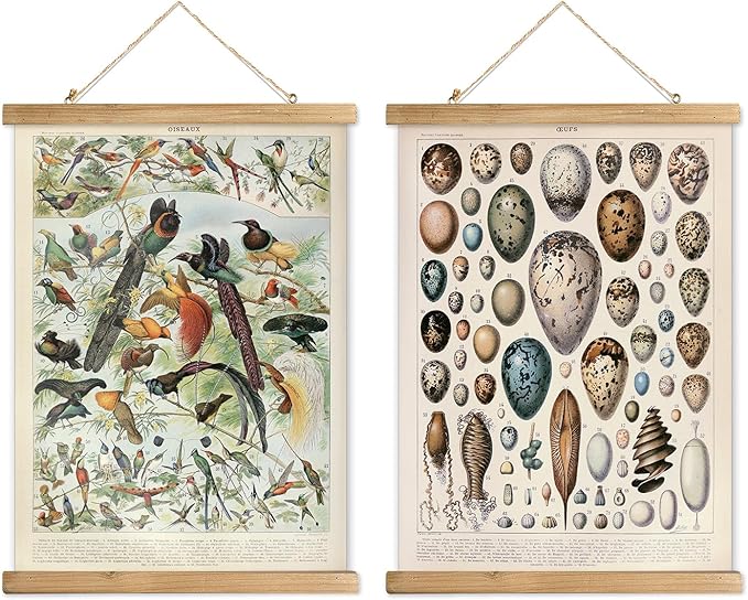 XIAOAIKA 2 Pack Vintage Nature Posters: Bird Species and Bird Eggs - Illustrated Educational Charts with Wooden Frames for Ornithologists, Nature Lovers 16 x 23 Inches