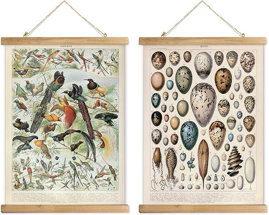 XIAOAIKA 2 Pack Vintage Nature Posters: Bird Species and Bird Eggs - Illustrated Educational Charts with Wooden Frames for Ornithologists, Nature Lovers 16 x 23 Inches