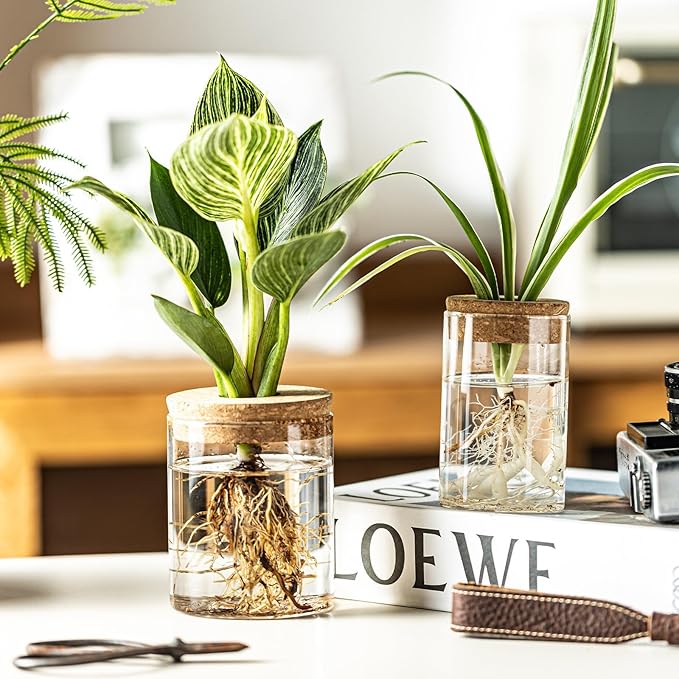 Plant Propagation Station,Hydroponic Glass Container Vase 2 Sizes Planter Propagated Jars for Desks, Houses, Garden Decorations,Home Kitchen Decorations and Gifts cu.20.5 (6pcs)