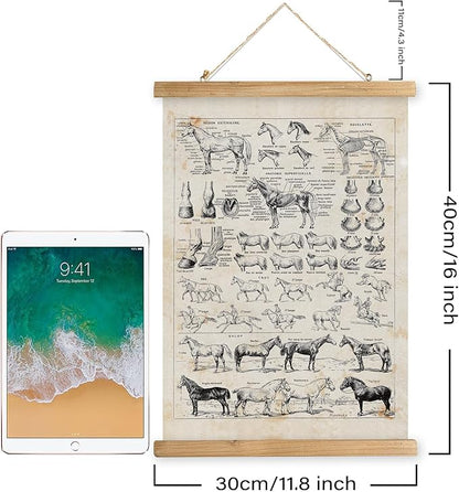 XIAOAIKA Antique-Style Equine Anatomy Chart - Vintage Horse Illustrations Wall Art with Wooden Scroll Frame - Equestrian-Themed Home Decor, Ideal for Horse Lovers and Educators 12 x 16 Inches