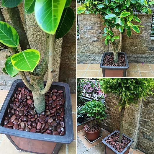40lbs Red River Rocks for Landscaping, 2-3 Inch Natural Pebbles for Indoor Plants, High Polished Decorative Stones Garden Outdoor and Indoor DIY Vase Filler Fish Tank Aquariums