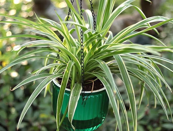 Meicynhoger 2-Pack Vintage Plastic Self-Watering Hanging Planters for Spider Plant,Ivy - 6.5" Clear Flower Pot with Hooks for Indoor Outdoor,Table, Balcony, Wall,Deck,Garden Green